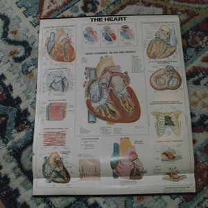 1982 Anatomical Chart Co.~ THE HEART  ~ Medical Wall Chart 20x25" Ernest W. Beck